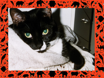Thomas Cat - Framed!